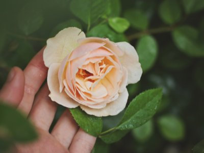 Róże Herbaciane
